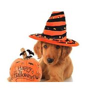 Halloween Safety for your pet