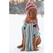 Winter Warming Tips for Pets