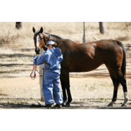 Equestrian NSW Hendra Vaccination Policy announced