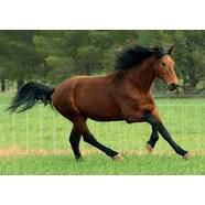 Qld Horse Industry Alliance Inc response to Mandatory Vaccination at Equestrian Events