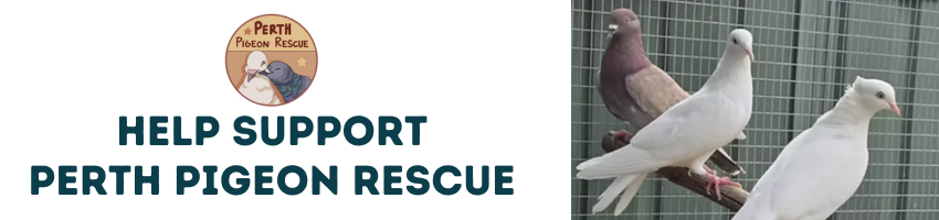 Perth Pigeon Rescue Wishlist