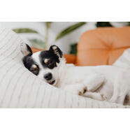 Top 10 Tips to help your dog get their best nights sleep